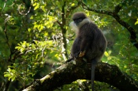 Hulman rudolici - Semnopithecus vetulus - Purple-faced Leaf Monkey o6289